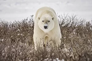 Polar bear (Ursus maritimus) walking in the snow; Churchill, Manitoba, Canada