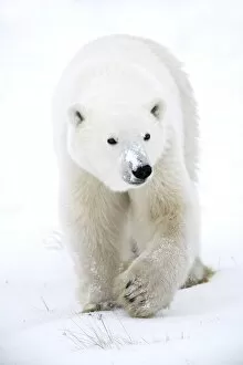 Images Dated 11th November 2006: Polar Bear Walking