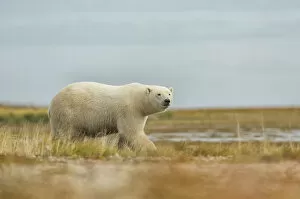 Images Dated 14th September 2014: Polar Bear Walking Along The Coast Of Hudson Bay; Manitoba, Canada