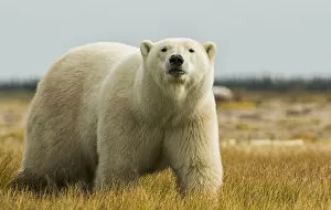 Images Dated 14th September 2014: Polar Bear Walking By The Coast Of Hudson Bay; Manitoba, Canada