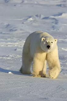 Images Dated 25th November 2004: Polar Bear Walking Across Frozen Snowcovered Ground At Churchill, Manitoba, Canada