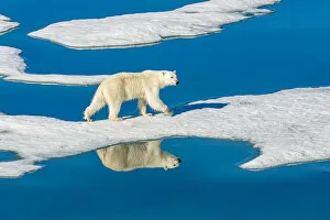Nature and Landscapes Gallery: Polar bear walking on melting pack ice, Svalbard, Norway