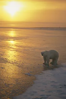 Polar Bear Walking At Sunset Churchill Manitoba Canada Winter Scenic Polar Bear Walking At Sunset Churchill Manitoba Canada Winter Scenic