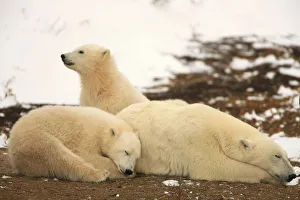 Polar Bears, Mother And Two Cubs, Churchill, Manitoba Polar Bears, Mother And Two Cubs, Churchill, Manitoba