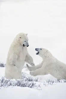 Two Polar Bears Play Fighting To Sharpen Their Hunting Skills As They Wait For The Ice To Freeze Over At Hudson Bay Two Polar Bears Play Fighting To Sharpen Their Hunting Skills As They Wait For The Ice To Freeze Over At Hudson Bay