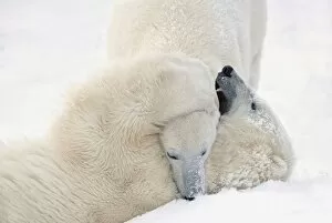 Images Dated 11th November 2006: Two Polar Bears (Ursus Maritimus) Play Fighting To Sharpen Their Hunting Skills As They Wait For