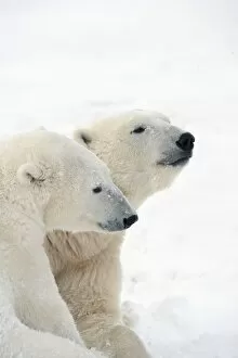 Images Dated 11th November 2006: Two Polar Bears (Ursus Maritimus) Showing A Tender Moment As They Cuddle Side By Side; Churchill