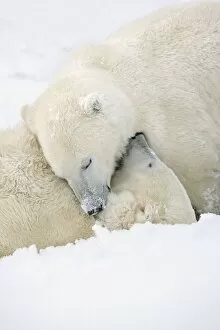 Images Dated 11th November 2006: Two Polar Bears (Ursus Maritimus) Using Each Other For Pillows As They Sleep Blissfully;