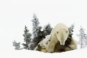 Polar Bears At Wapusk National Park; Churchill, Manitoba, Canada Polar Bears At Wapusk National Park; Churchill, Manitoba, Canada