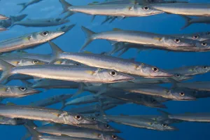A Portion Of A School Of Hellers Barracuda (Sphyraena Helleri) Patrolling The Open A Portion Of A School Of Hellers Barracuda (Sphyraena Helleri) Patrolling The Open