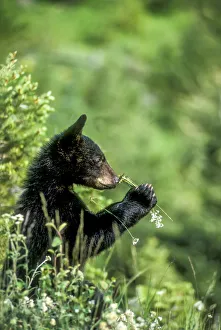 Portrait of an American black bear cub sniffing a wildflower, USA,North America Portrait of an American black bear cub sniffing a wildflower, USA,North America