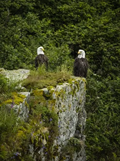 Portrait of two bald eagles (Haliaeetus leucocephalus) perched on top of a boulder in Kinak Bay Portrait of two bald eagles (Haliaeetus leucocephalus) perched on top of a boulder in Kinak Bay