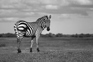Portrait of a Burchell's zebra (Equus quagga burchellii) standing on a grassy bank on the savanna at the Grumeti