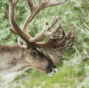 Portrait Of A Caribou In Denali National Park, Interior Alaska, Summer Portrait Of A Caribou In Denali National Park, Interior Alaska, Summer