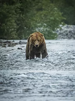 Awareness Gallery: Portrait of a Coastal Brown Bear (Ursus arctos horribilis) standing in the water fishing for