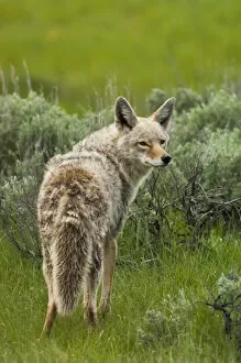 Detecting Gallery: Portrait of a coyote standing in the grass looking back over its shoulder, YNP, USA