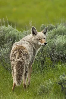 Detecting Gallery: Portrait of a coyote standing in the grass looking back over its shoulder, YNP, USA