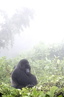 Portrait of eastern gorilla sitting on the leafy forest floor in the misty jungle, Rwanda, Africa Portrait of eastern gorilla sitting on the leafy forest floor in the misty jungle, Rwanda, Africa