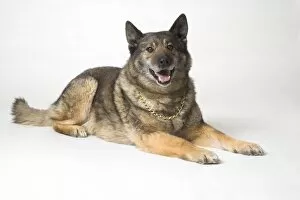 Images Dated 28th January 2005: Portrait Of A German Shepherd Dog
