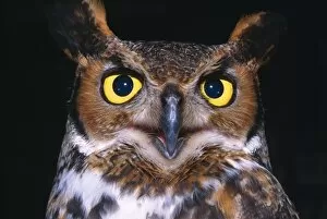 Images Dated 19th June 2006: Portrait Of Great Horned Owl