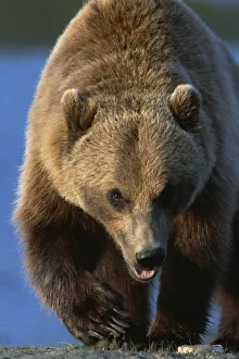 Portrait Of Grizzly Walking Forward Sc Ak Captive Summer Big Game Alaska Portrait Of Grizzly Walking Forward Sc Ak Captive Summer Big Game Alaska