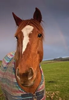 Images Dated 28th November 2009: Portrait Of A Horse With A Rainbow In The Sky