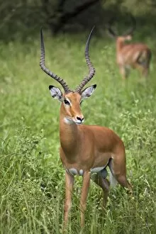 Images Dated 23rd March 2008: Portrait Of Impala, Serengeti National Park, United Republic Of Tanzania