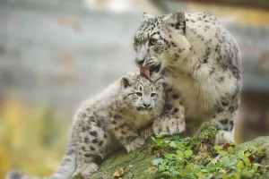Portrait of Mother Snow Leopard (Panthera uncia) with Cub in Autumn, Germany Portrait of Mother Snow Leopard (Panthera uncia) with Cub in Autumn, Germany