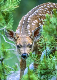 Portrait of mule deer fawn looking at camera through pine boughs, YNP, USA Portrait of mule deer fawn looking at camera through pine boughs, YNP, USA