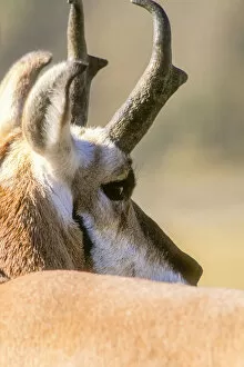 Detecting Gallery: Portrait of pronghorn antelope buck in warm light, YNP, USA