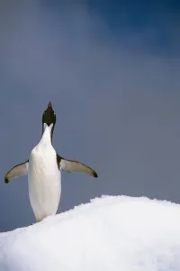 Portrait Of Single Adelie Penguin Atop Iceberg South Atlantic Ocean Antarctica Summer Portrait Of Single Adelie Penguin Atop Iceberg South Atlantic Ocean Antarctica Summer