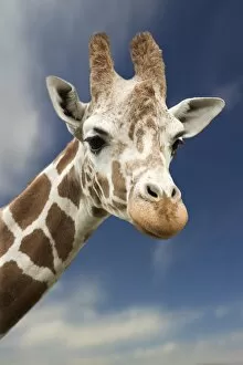 Images Dated 22nd May 2006: Portrait Of A Single Giraffe