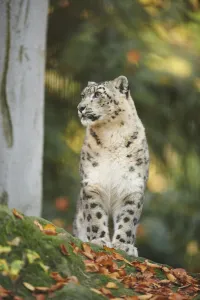 Portrait of Snow Leopard (Panthera uncia) in Autumn, Germany Portrait of Snow Leopard (Panthera uncia) in Autumn, Germany