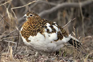 Portrait Of Willow Ptarmigan Female With Spring Plummage, Denali National Park, Interior Alaska Portrait Of Willow Ptarmigan Female With Spring Plummage, Denali National Park, Interior Alaska