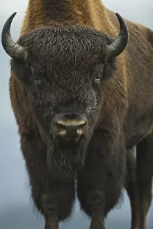 Images Dated 4th September 2010: Portrait Of A Wood Bison Bull Standing At Alaska Wildlife Conservation Center