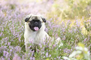 Portrait of Young Chug (Pug and Chihuahua mix) in Common Heather (Calluna vulgaris) in Late Summer, Upper Palatinate Portrait of Young Chug (Pug and Chihuahua mix) in Common Heather (Calluna vulgaris) in Late Summer, Upper Palatinate