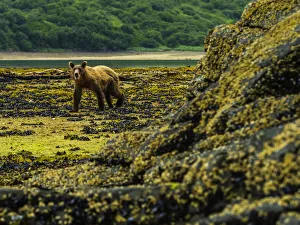 Detecting Gallery: Portrait of a young, Coastal Brown Bear (Ursus arctos horribilis)