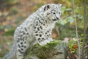 Portrait of Young Snow Leopard (Panthera uncia) in Autumn, Germany Portrait of Young Snow Leopard (Panthera uncia) in Autumn, Germany