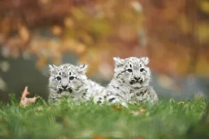 Portrait of Two Young Snow Leopards (Panthera uncia) in Autumn, Germany Portrait of Two Young Snow Leopards (Panthera uncia) in Autumn, Germany