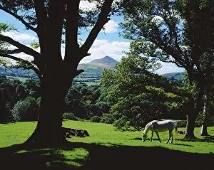 Images Dated 30th August 2007: Powerscourt Estate, County Wicklow, Ireland; White Horse Grazing In Park