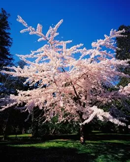 Images Dated 18th May 2007: Powerscourt Gardens, Powerscourt Estate, Co Wicklow, Ireland, Tree In Blossom