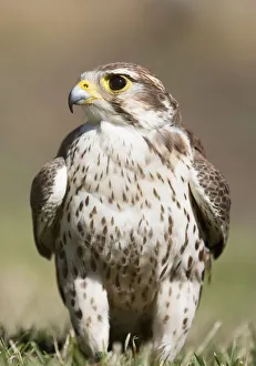 Prairie Falcon Perches On The Ground Briefly After A Hunt; Montana, United States Prairie Falcon Perches On The Ground Briefly After A Hunt; Montana, United States