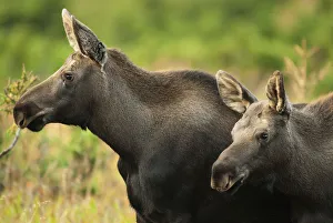 Profile View Of A Moose Cow And Her Calf Remaining Alert During Rutting Season In Chugach State Park, Near Anchorage Profile View Of A Moose Cow And Her Calf Remaining Alert During Rutting Season In Chugach State Park, Near Anchorage