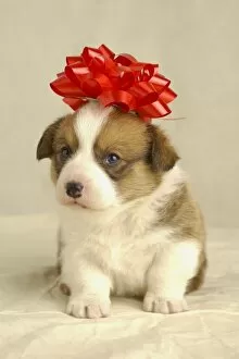 Images Dated 17th March 2004: Puppy Wearing A Red Bow