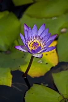 A Purple Lily Blossoming; Maui, Hawaii, United States Of America A Purple Lily Blossoming; Maui, Hawaii, United States Of America