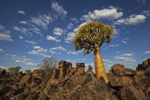 Quiver Tree With Cirrocumulus Floccus Warm In Orange; Namibia Quiver Tree With Cirrocumulus Floccus Warm In Orange; Namibia