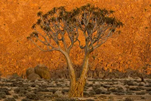A Quiver Tree, Or Kokerboom, (Aloe Dichotoma) In Richtersveld National Park; South Africa