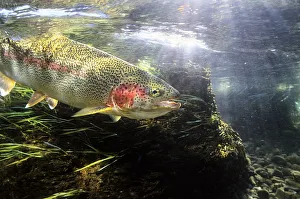 Rainbow Trout In The Kulik River, Katmai National Park, Southwestern Alaska, Summer Rainbow Trout In The Kulik River, Katmai National Park, Southwestern Alaska, Summer