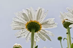 Images Dated 16th July 2011: Raindrops Cling To Daisy Petals; Astoria, Oregon, United States Of America