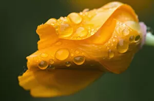Images Dated 15th August 2013: Raindrops Gather On A California Poppy (Eschscholzia Californica); Astoria, Oregon